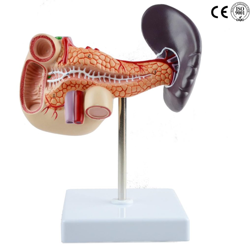 Pancreas Duodenum And Spleen Model Eduscience