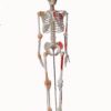 MUSCULAR SKELETON MODEL WITH LIGAMENTS