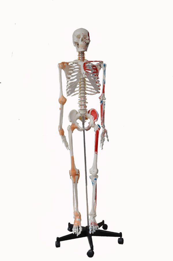 MUSCULAR SKELETON MODEL WITH LIGAMENTS