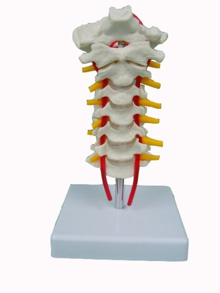 Cervical Vertebrae Occipital Bone With Spinal Cord Model Eduscience 4446