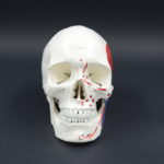 SKULL WITH MUSCLE INSERTION