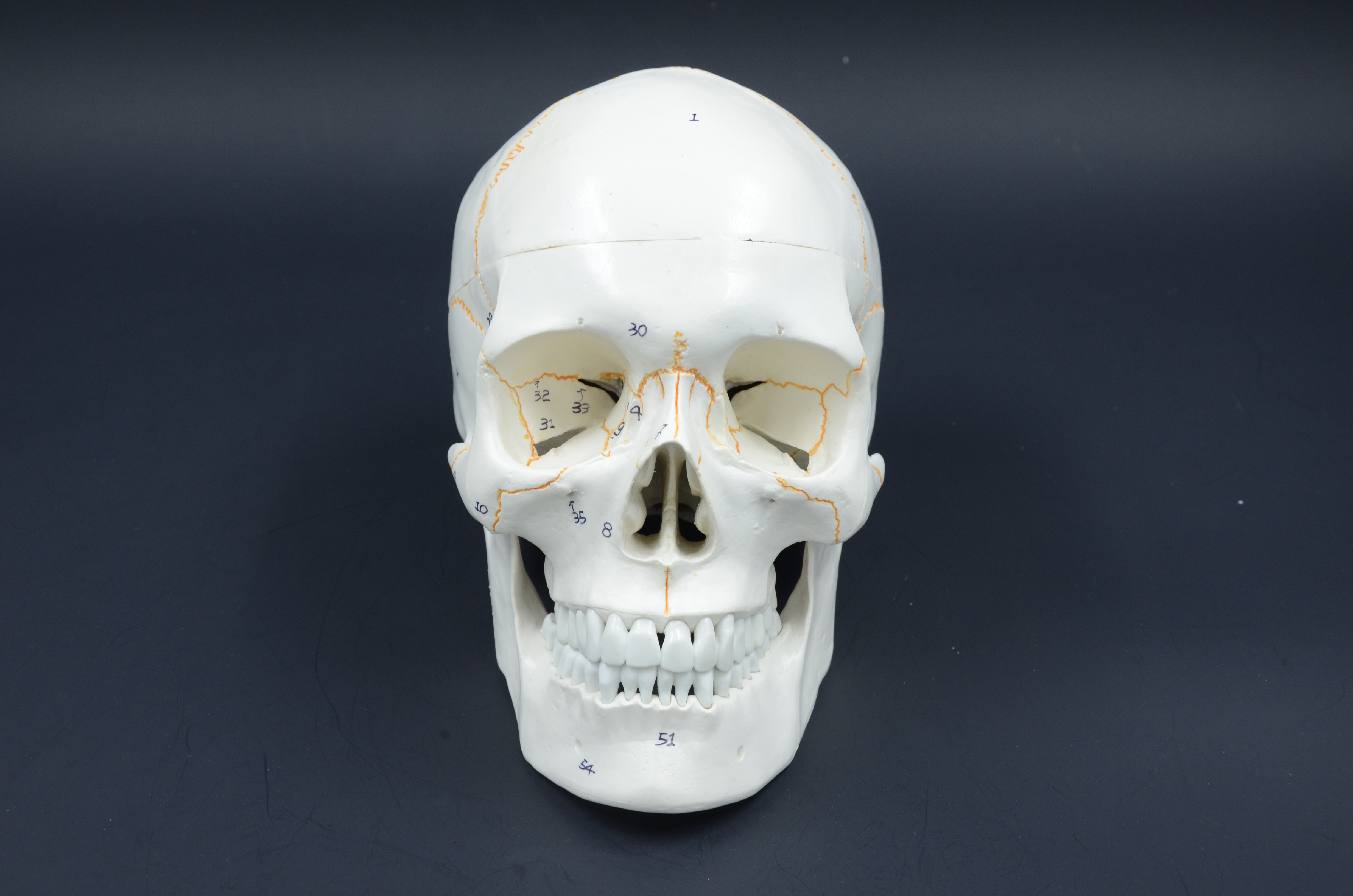 NUMBERED SKULL MODEL - Eduscience