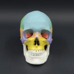 COLORED SKULL MODEL