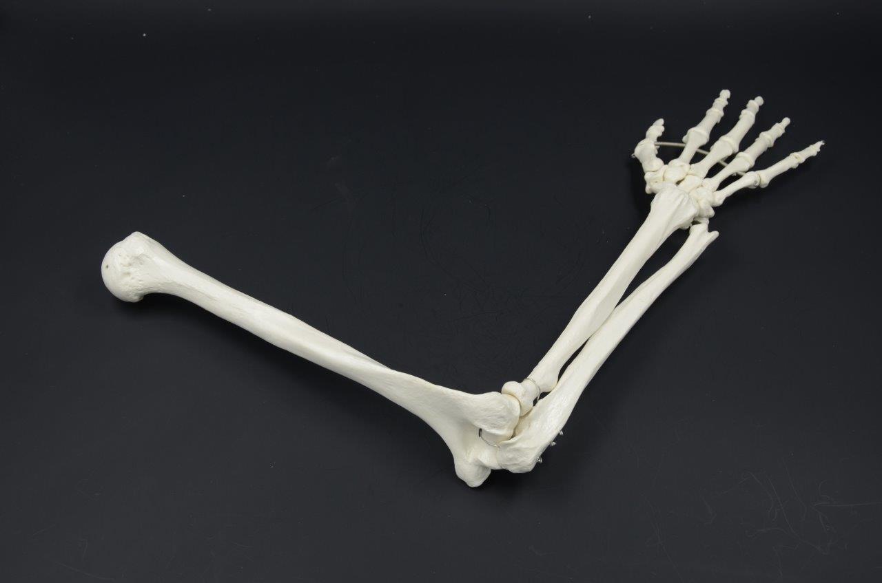 arm bones 123d models