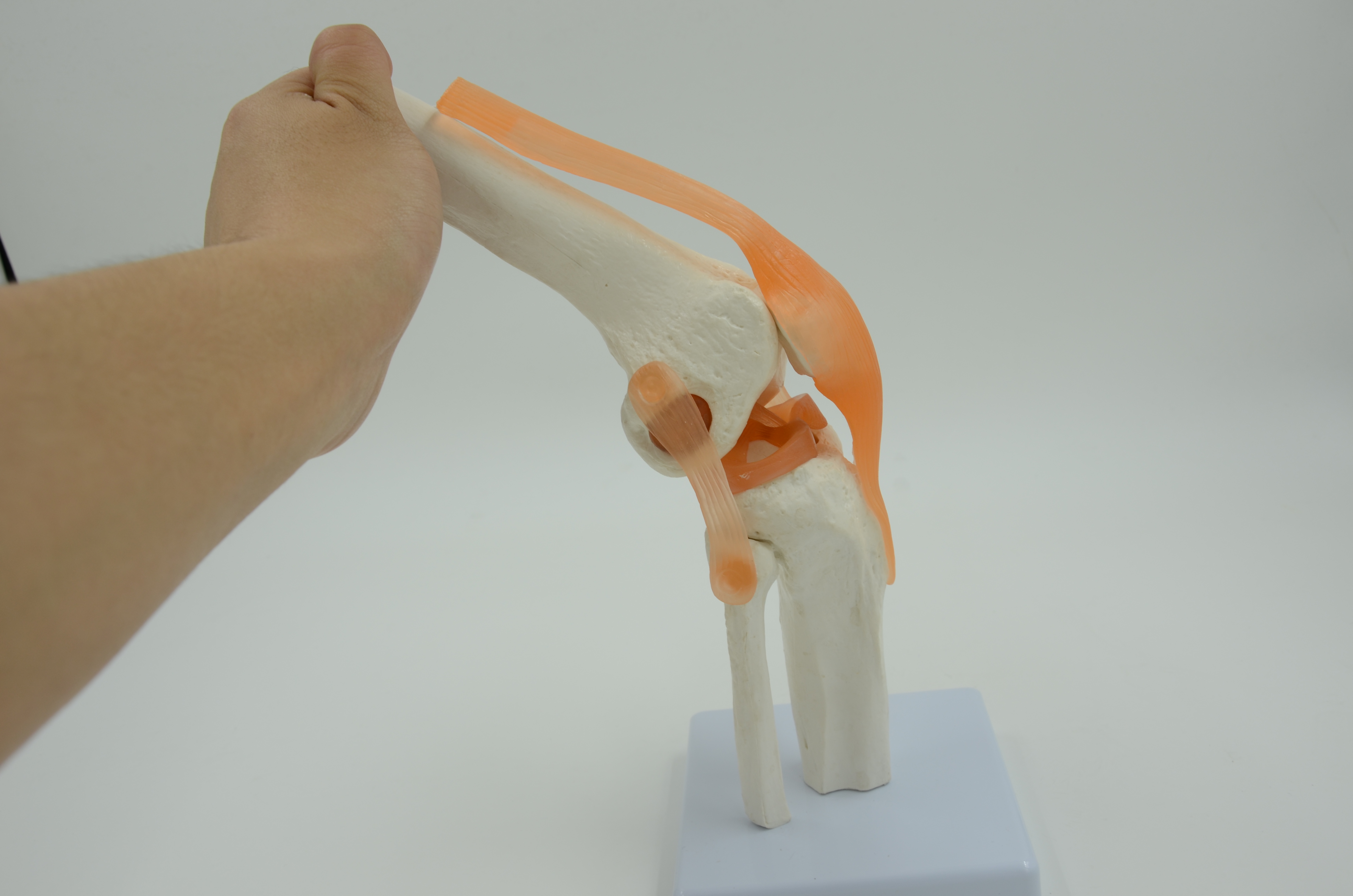Knee Joint Model Eduscience Video Gallery