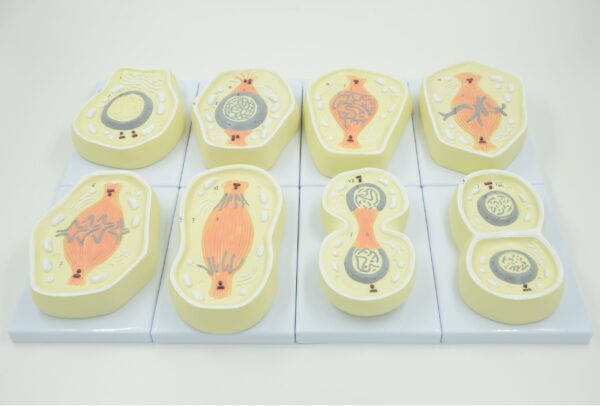 Cell Division