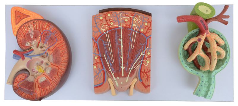 KIDNEY,NEPHRON AND GLOMERULUS MODEL