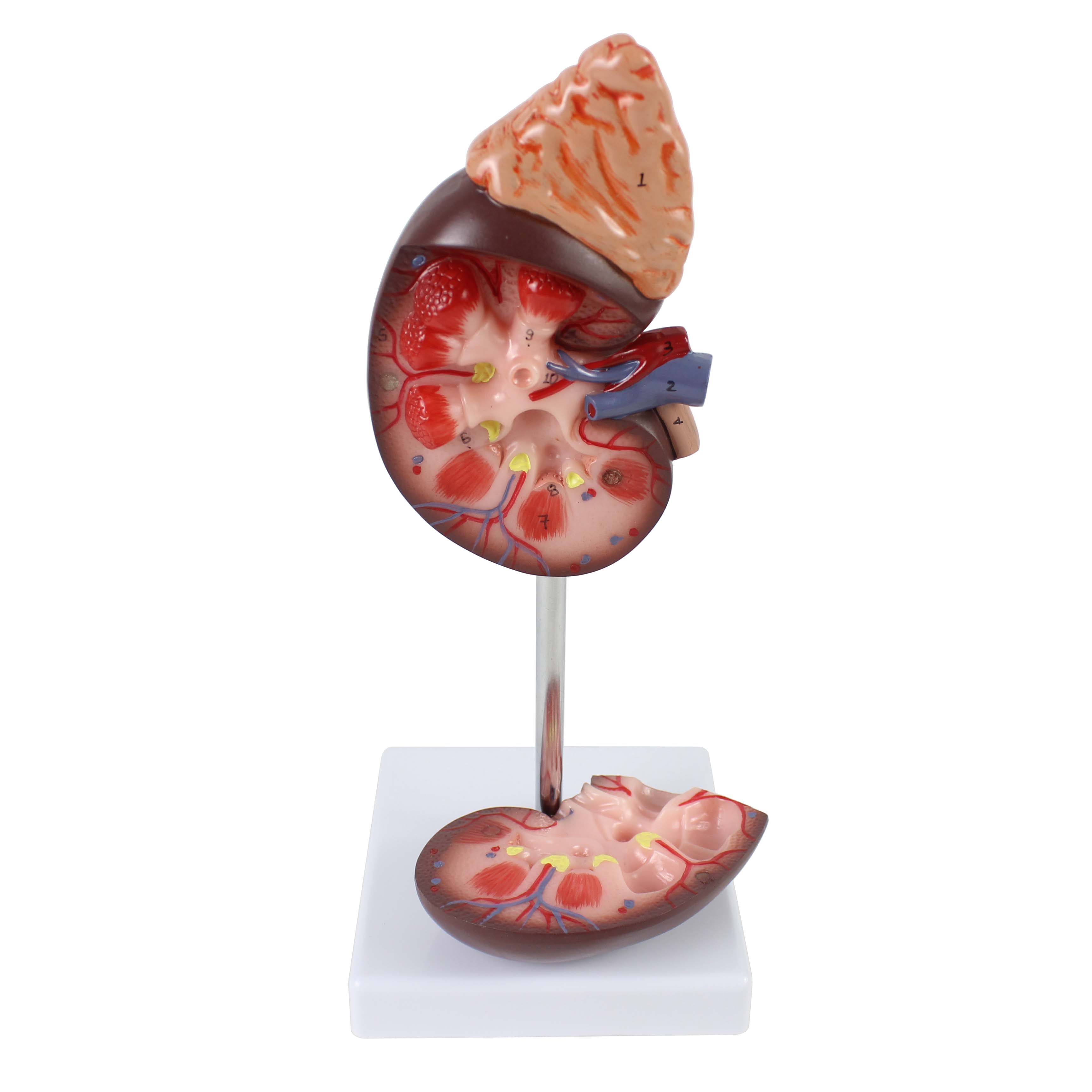 Kidney with Adrenal Gland Model Enlarged 1.5x size