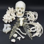 HUMAN DISARTICULATED SKELETON, FULL
