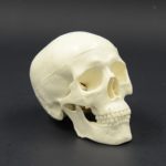 SKULL MINI MODEL