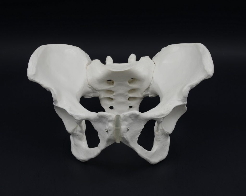 Female Skeletal Pelvis Model Eduscience 3576
