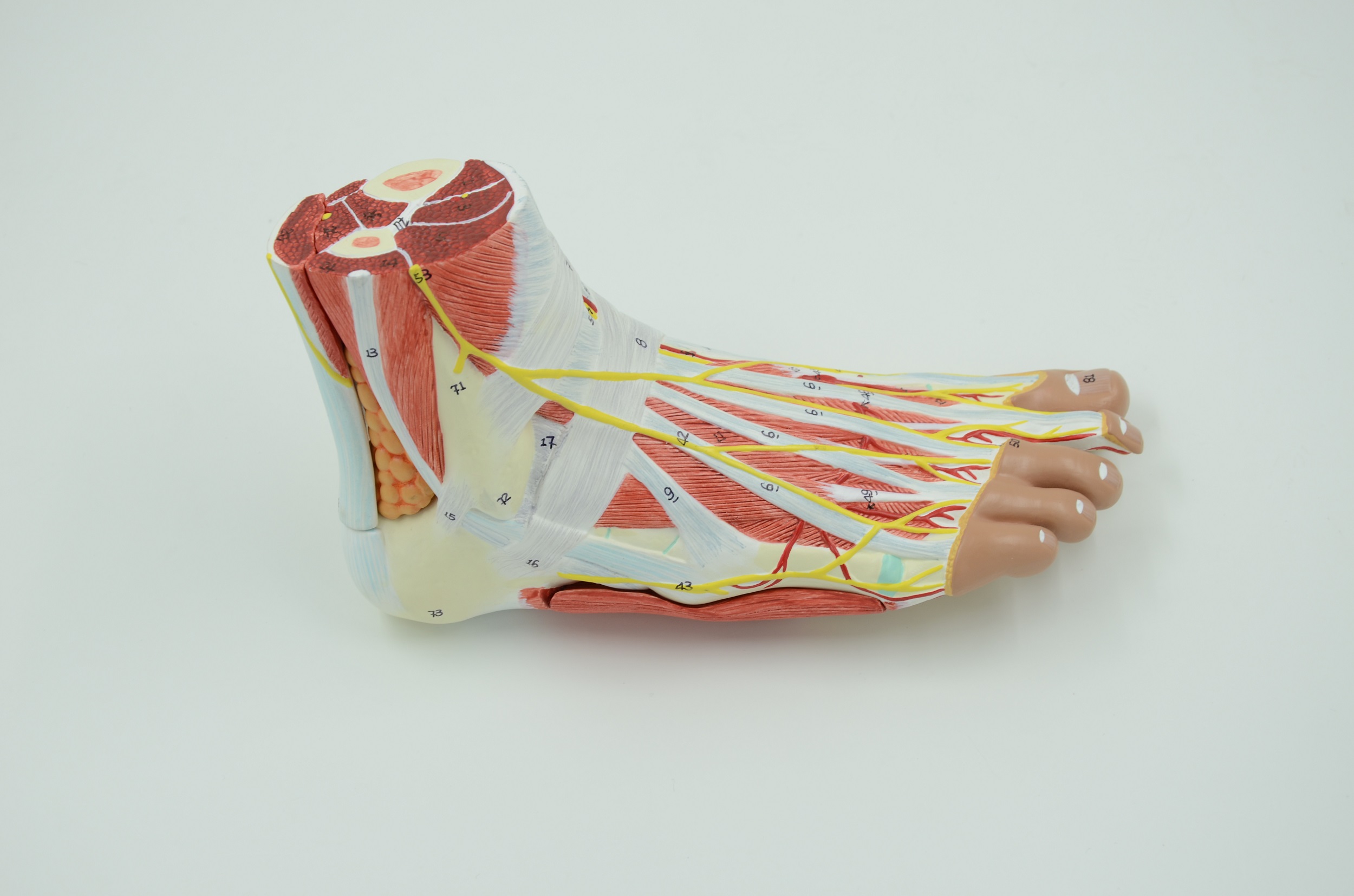 Facts about feet | Anatomy Snippets | Complete Anatomy