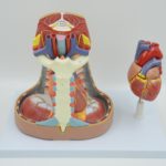 MEDIASTINUM MODEL