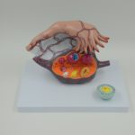 OVARY STRUCTURE MODEL