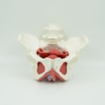 FEMALE PELVIS CAVITY WITH 2 LUMBAR VERTEBRAS