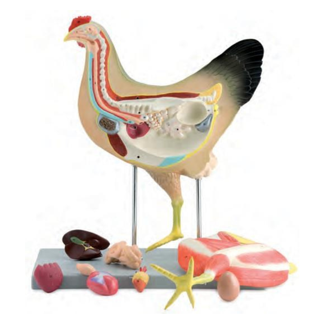 Domestic Hen Dissection Model