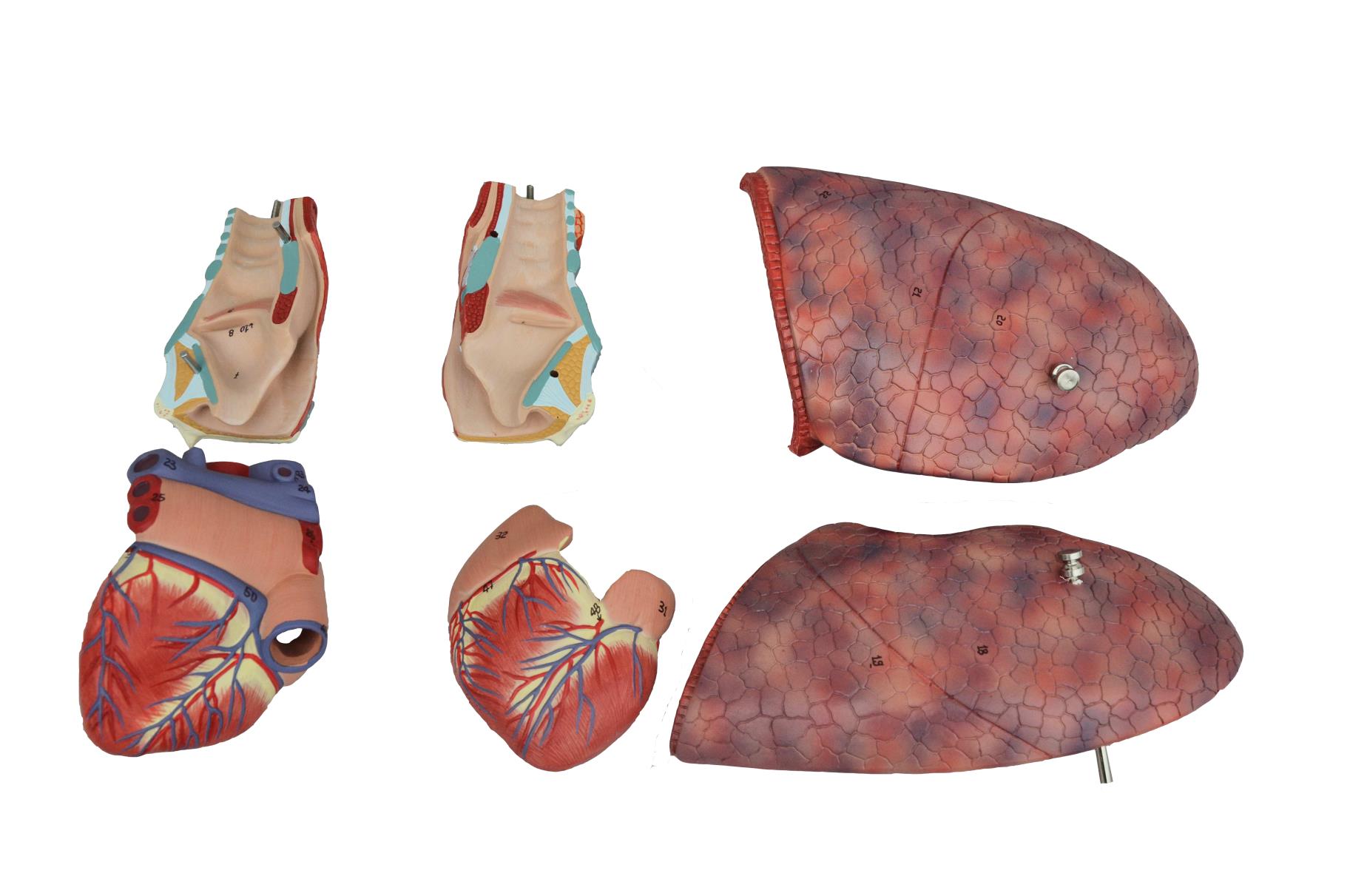 Larynx Heart And Lung Model Eduscience Video Gallery