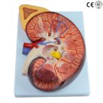 DELUXE KIDNEY WITH ADRENAL GLAND MODEL, 3 TIMES ENLARGED