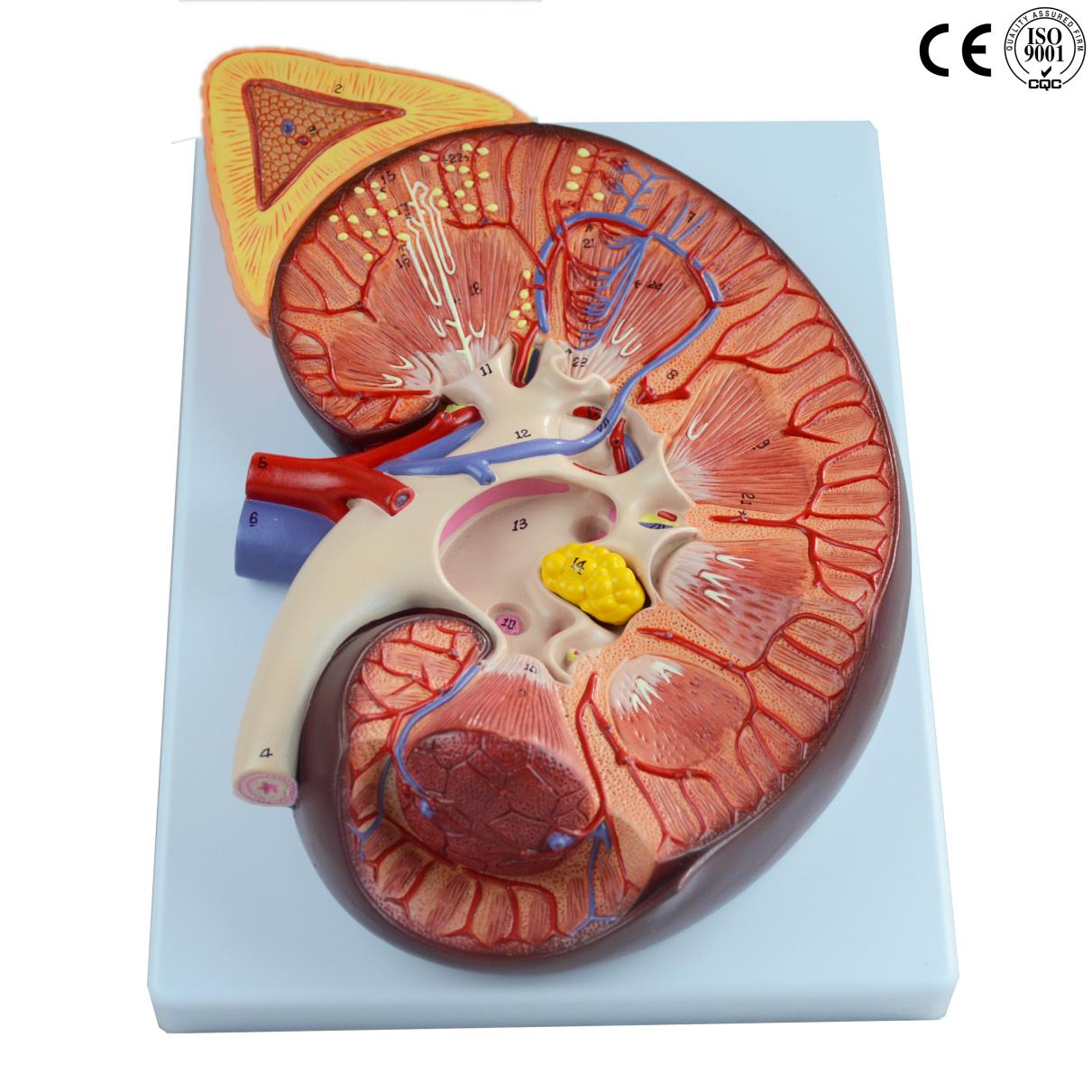 adrenal gland kidney