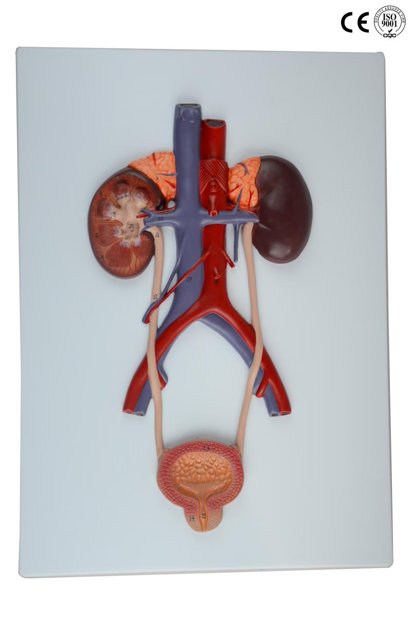 Urinary System Relief Model - Eduscience