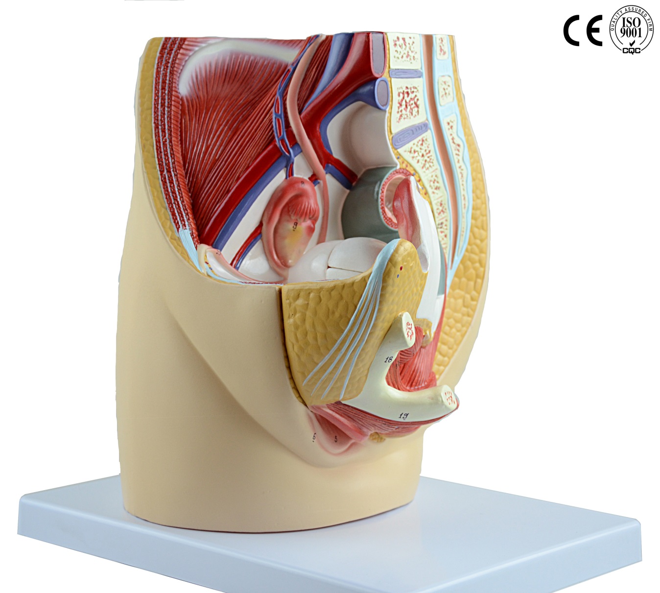 Female pelvic anatomy Video & Image