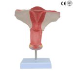 FEMALE INTERNAL GENITAL ORGAN MODEL
