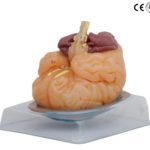 BRAIN MODEL,9 PARTS,LIFE SIZE