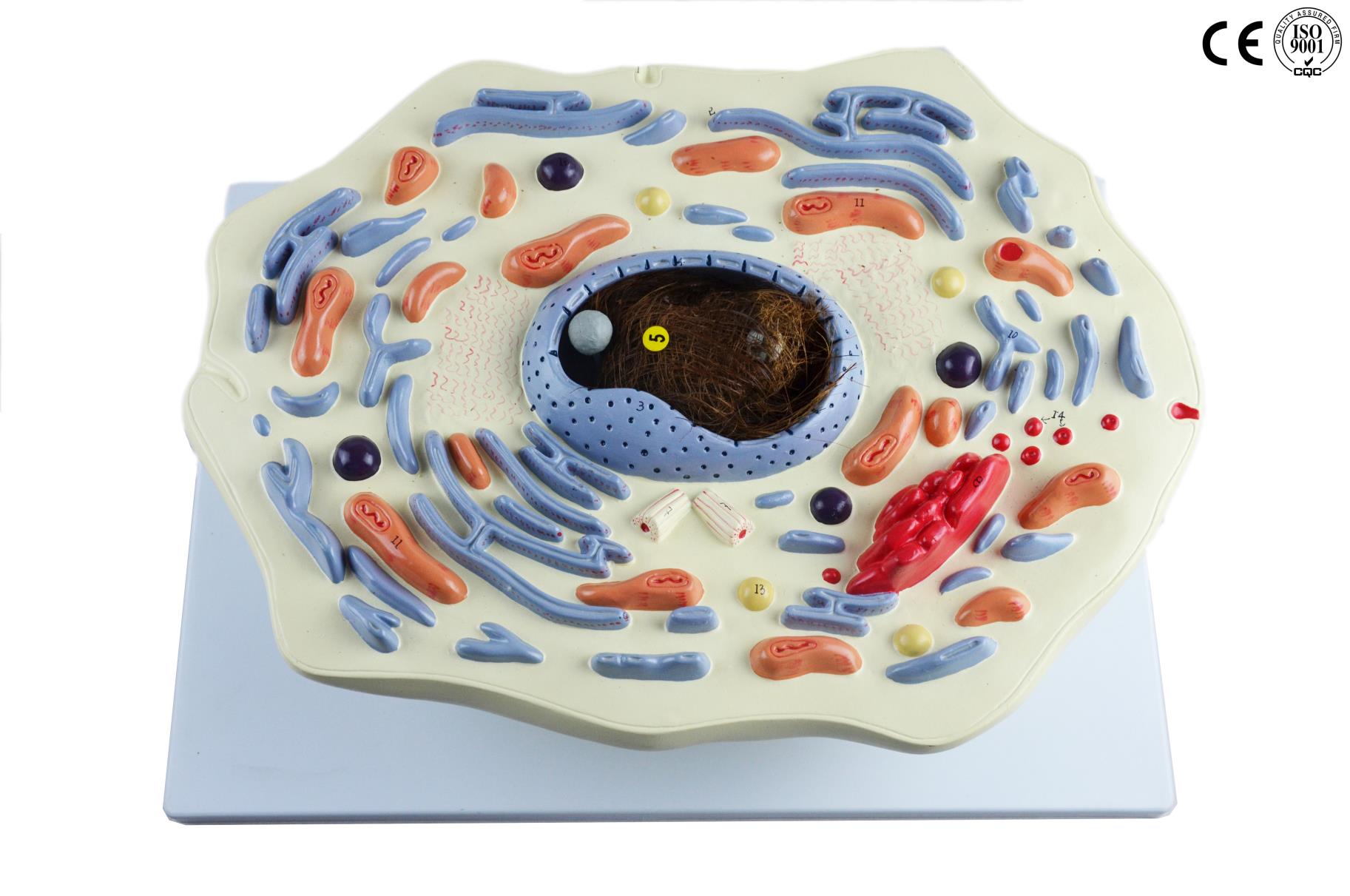 ANIMAL CELL MODEL,20000 TIMES ENLARGED - Eduscience