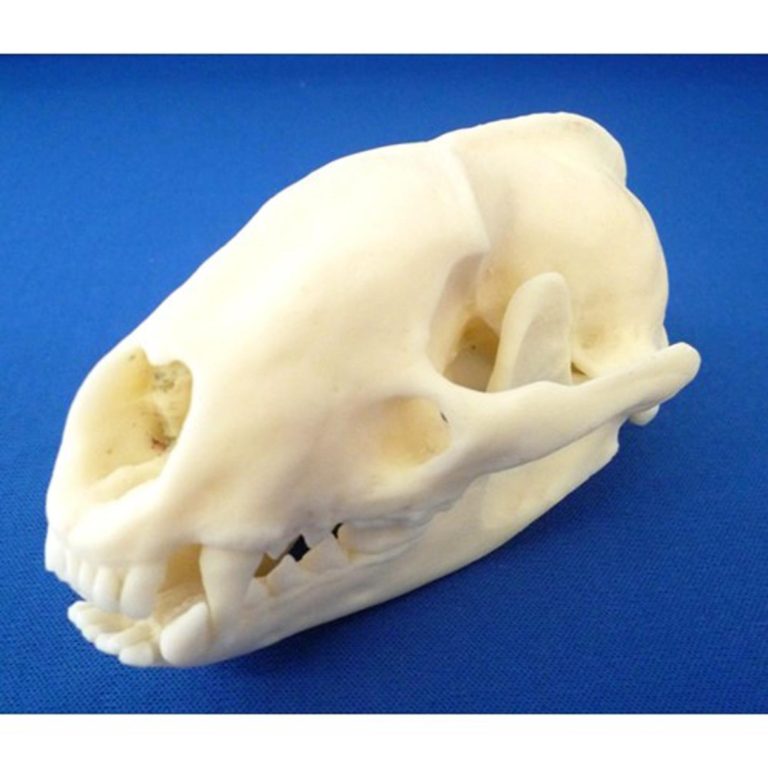 BADGER SKULL MODEL - Eduscience Video Gallery