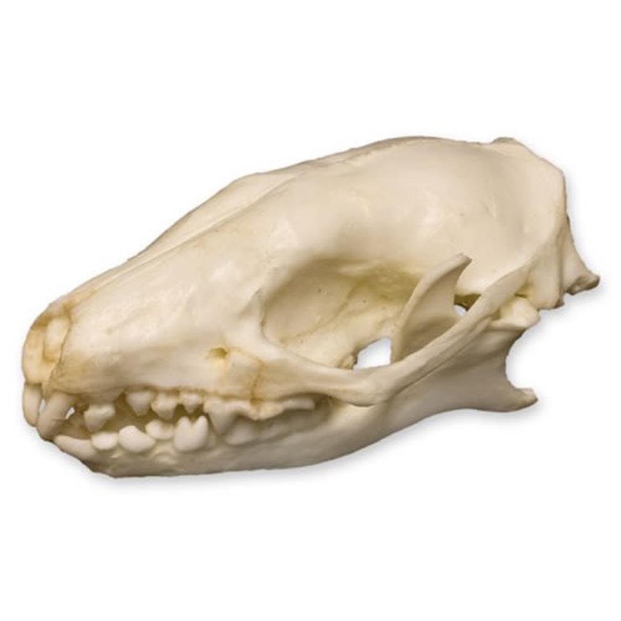 HEDGEHOG SKULL - Eduscience Video Gallery