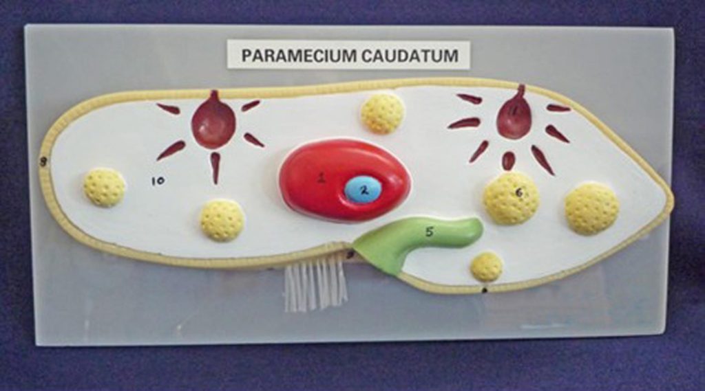 PARAMECIUM MODEL - Eduscience Video Gallery