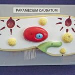 PARAMECIUM MODEL