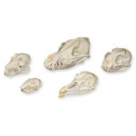 PREDATOR & PREY SKULL SET
