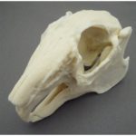 RABBIT SKULL , PLASTIC