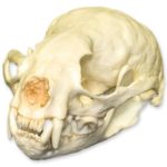 SMALL CLAWED OTTER SKULL