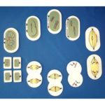 MEIOSIS,UNMOUNTED MODEL