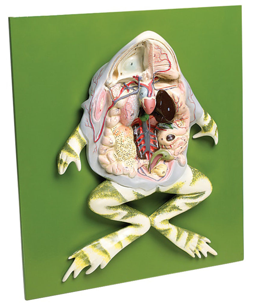 frog-dissection-eduscience