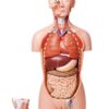 HUMAN TORSO