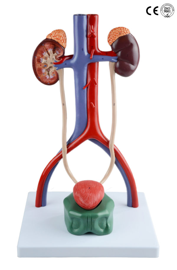 URINARY SYSTEM MODEL - Eduscience Video Gallery