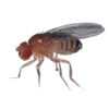 Discover Genetics: Drosophila Fruit Flies 30/Stage for Interactive Learning