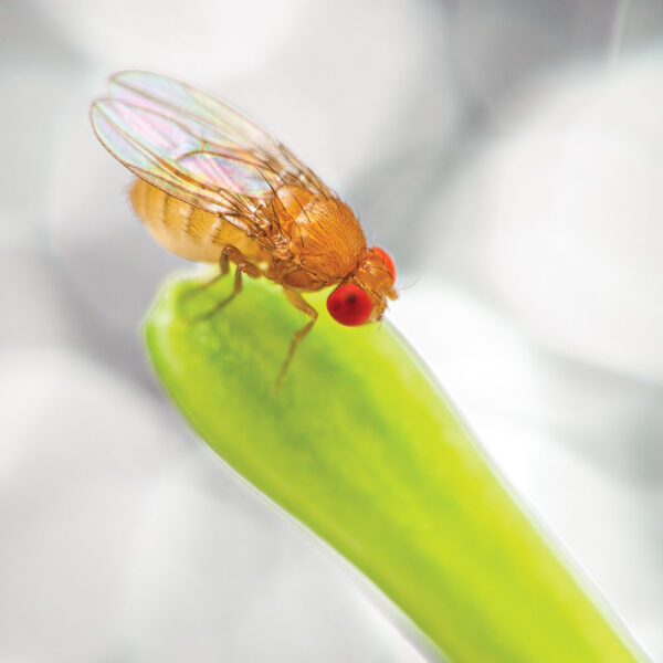 Transform Learning with Drosophila White-Eyed 30/Stage into Genetics!