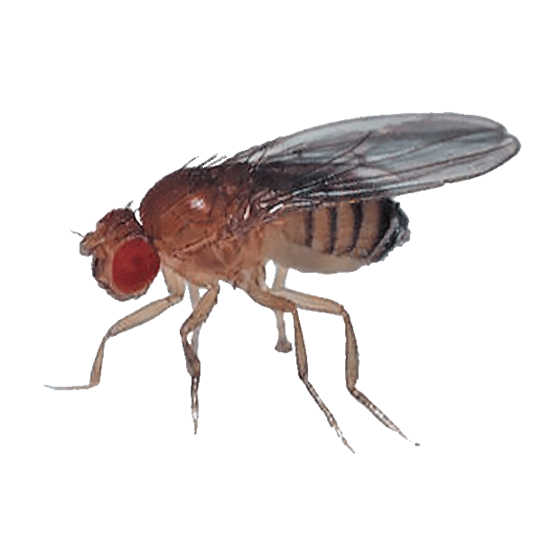 Discover Genetics: Drosophila Fruit Flies 30/Stage for Interactive Learning