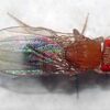 Discover Genetics: Engage with Genetic Drosophila Melanogaster Large Culture for Educational Excellence