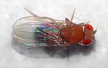 Discover Genetics: Engage with Genetic Drosophila Melanogaster Large Culture for Educational Excellence