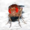 Unleash Genetic Wonders: Genetic Learning Drosophila Melanogaster Small culture