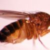 Unlock Genetics: Educational Drosophila Melanogaster Wild Type for Interactive Science