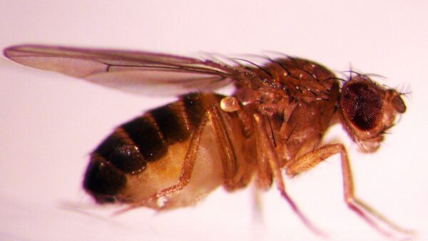 Unlock Genetics: Educational Drosophila Melanogaster Wild Type for Interactive Science