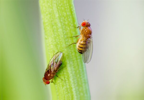 Ignite Discovery: Drosophila Melanogaster Ebony Vestigial for Dynamic Classroom Exploration