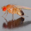 Elevate Learning with Drosophila Small culture 30/Stage - Explore Genetics Today!
