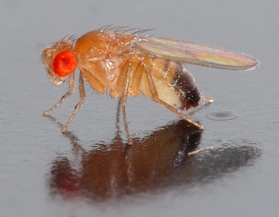 Elevate Learning with Drosophila Small culture 30/Stage - Explore Genetics Today!